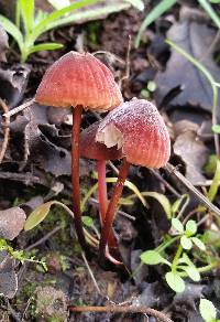 Marasmius plicatulus image