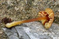 Hygrocybe conica image