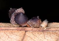 Psilocybe neoxalapensis image