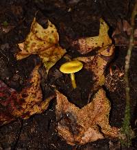 Hygrocybe chlorophana image