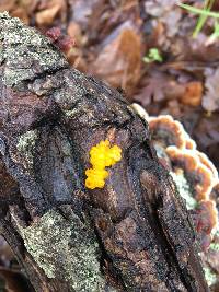 Tremella aurantia image