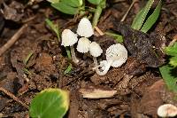 Coprinellus disseminatus image