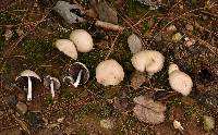 Psathyrella candolleana image