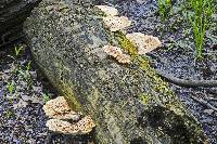 Polyporus squamosus image