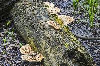 Polyporus squamosus image