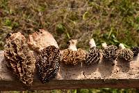 Morchella rufobrunnea image