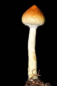 Psilocybe cubensis image