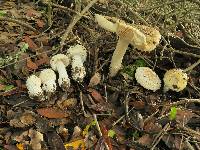 Amanita muscaria image