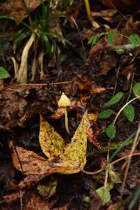 Entoloma murrayi image