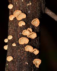 Schizophyllum umbrinum image