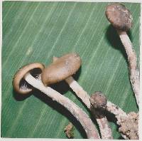 Psilocybe hoogshagenii image