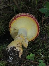 Amanita muscaria subsp. flavivolvata image