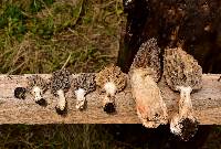 Morchella rufobrunnea image