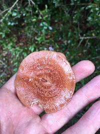 Lactarius xanthogalactus image