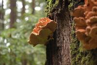 Laetiporus conifericola image