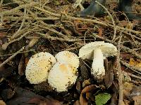 Amanita muscaria image