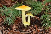 Hygrocybe chlorophana image