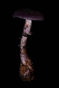 Cortinarius violaceus image