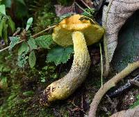 Retiboletus flavoniger image