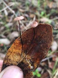 Gymnopus quercophilus image