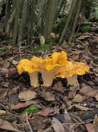 Cantharellus californicus image