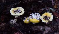 Amanita calyptroderma image