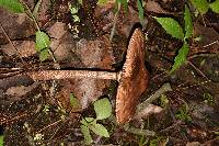 Macrolepiota procera var. procera image