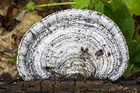 Ganoderma applanatum image