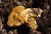 Suillus tomentosus image