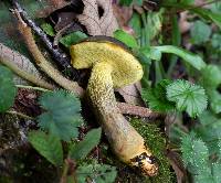 Retiboletus flavoniger image