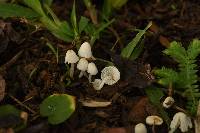 Coprinellus disseminatus image