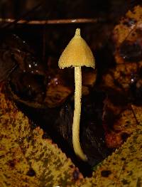 Entoloma murrayi image