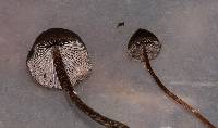 Psilocybe fagicola image