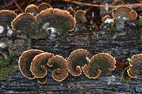Stereum ostrea image