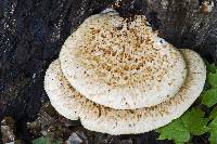 Polyporus squamosus image