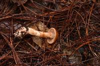 Cortinarius armillatus image