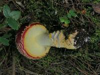 Amanita muscaria image