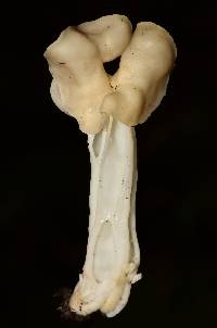 Helvella crispa image