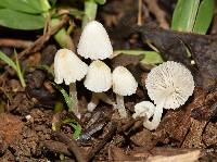 Coprinellus disseminatus image