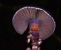 Cortinarius violaceus image