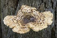 Polyporus squamosus image