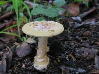 Amanita gemmata image