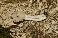 Helvella crispa image