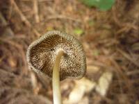 Coprinopsis lagopus image