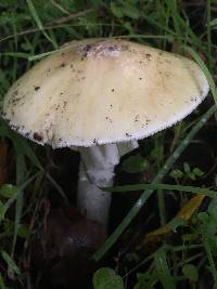 Amanita phalloides image