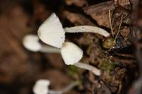 Coprinellus disseminatus image