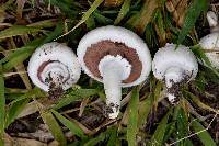 Agaricus campestris image