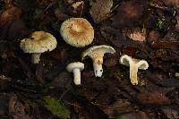 Lactarius deceptivus image