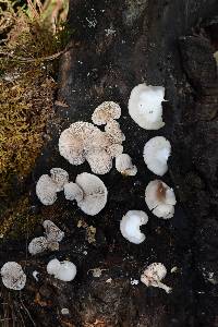 Crepidotus applanatus image