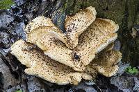 Polyporus squamosus image